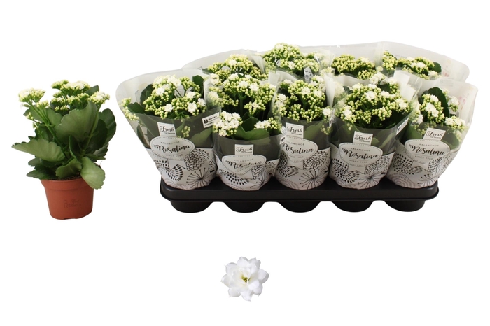 <h4>KAL GE DON DIONE</h4>