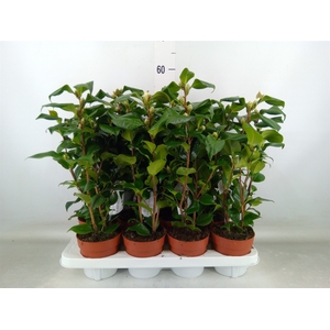 Camellia japonica 'Dr King'