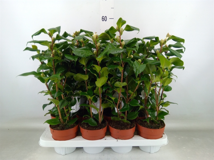 <h4>Camellia japonica 'Dr King'</h4>