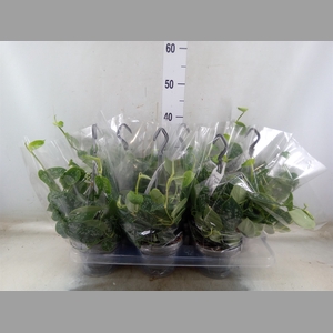 Scindapsus pictus 'Argyraeus'
