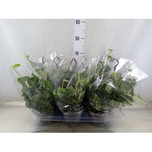 Scindapsus pictus 'Argyraeus'