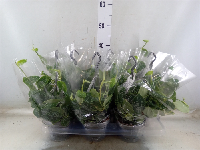 <h4>Scindapsus pictus 'Argyraeus'</h4>