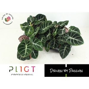 Alocasia Black Velvet 12Ø 25cm 1pp