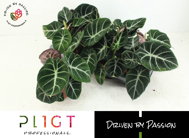 Alocasia Black Velvet 12Ø 25cm 1pp