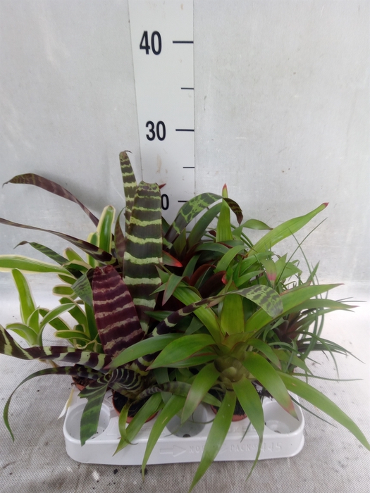 Bromelia   ...mix