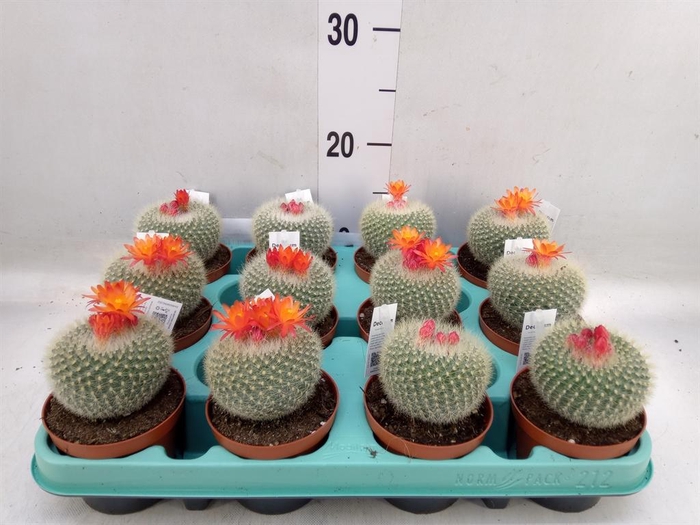 <h4>Cactus   ...</h4>