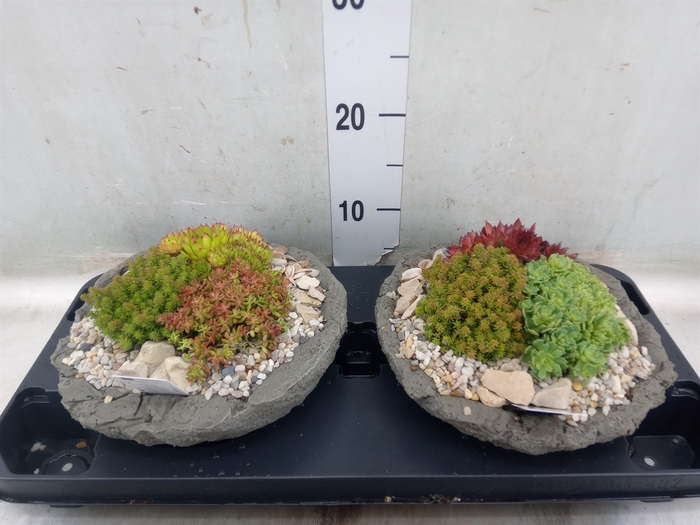 <h4>Arr.   Tuinplanten L%</h4>