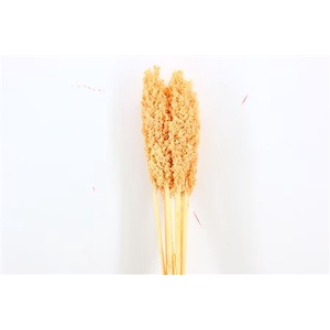 Dried Sorghum 6pc Light Salmon Bunch