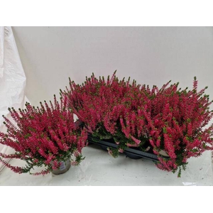 CALLU GA G FRANCA