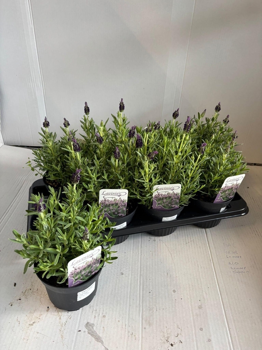 <h4>LAVAN STOECHAS</h4>