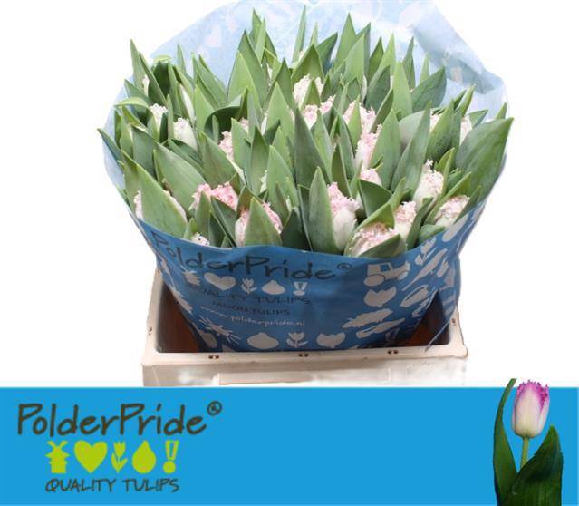 <h4>TU FR NEGLIGE</h4>