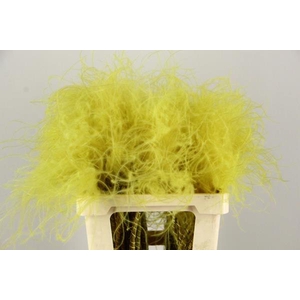 Df Stypha 60cm Bs Yellow