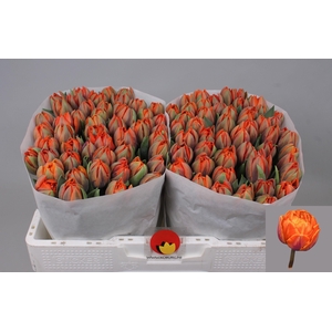 TU DU ORANGE PRINCES