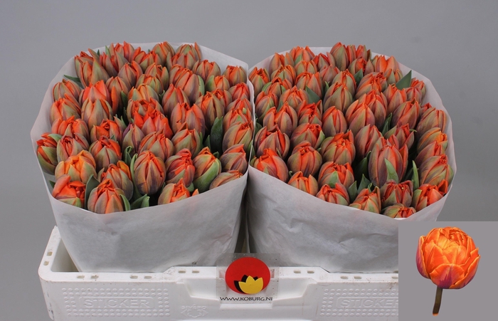 <h4>TU DU ORANGE PRINCES</h4>