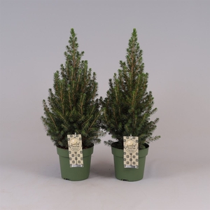 Picea Gl Conica