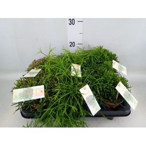 Rhipsalis   ...mix