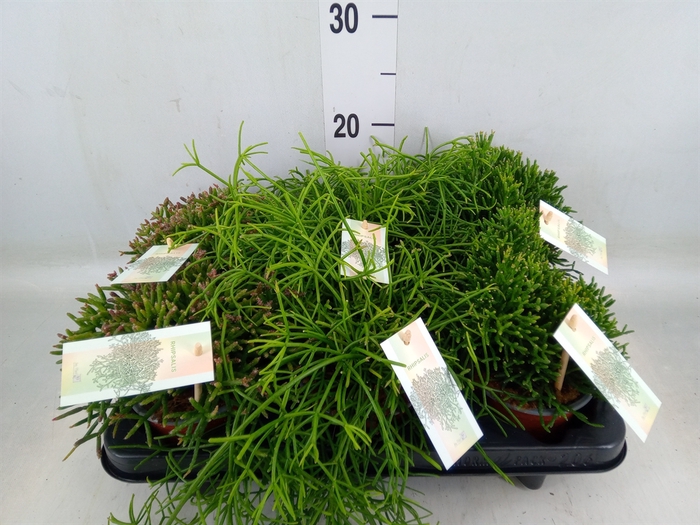 <h4>Rhipsalis   ...mix</h4>