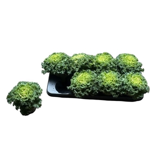 BRASSICA (SIERKOOL)
