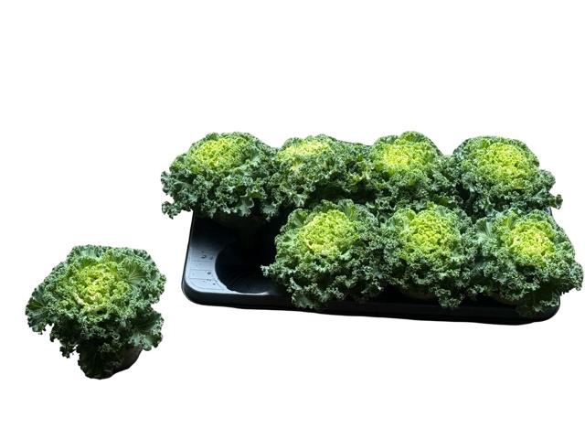 <h4>BRASSICA (SIERKOOL)</h4>