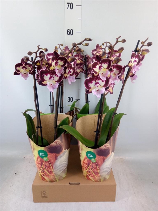 <h4>Phalaenopsis  'GbZ Tinkerbells'</h4>