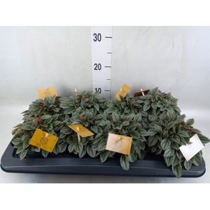 Peperomia  'Napoli Nights'