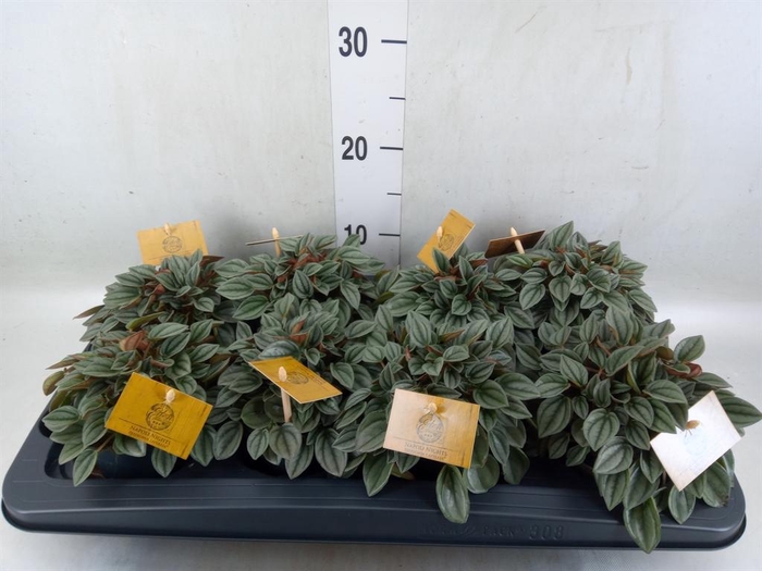<h4>Peperomia  'Napoli Nights'</h4>