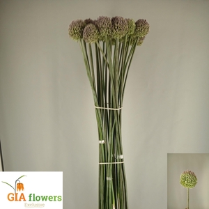 Allium Summer Drumme
