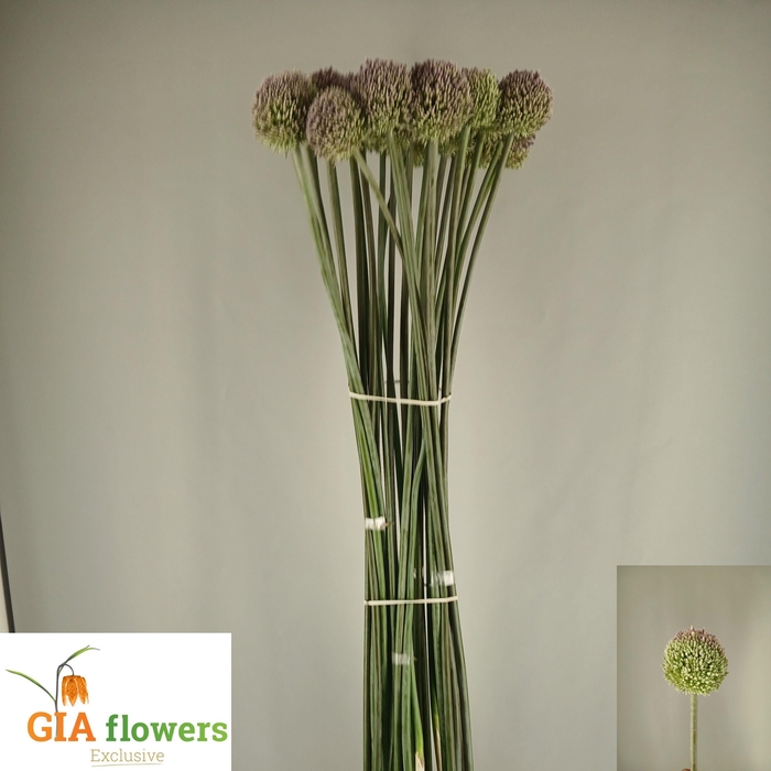 <h4>Allium Summer Drumme</h4>