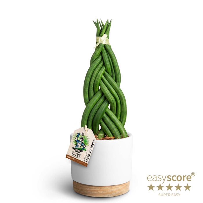 SANSEVIERIA CYLINDRICA P12 WB WHITE BRAID