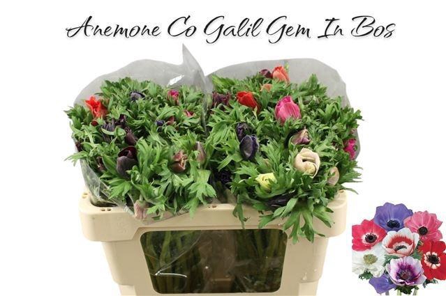 <h4>ANEM GEM BS</h4>