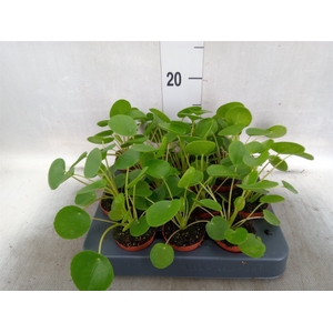 Pilea peperomoides