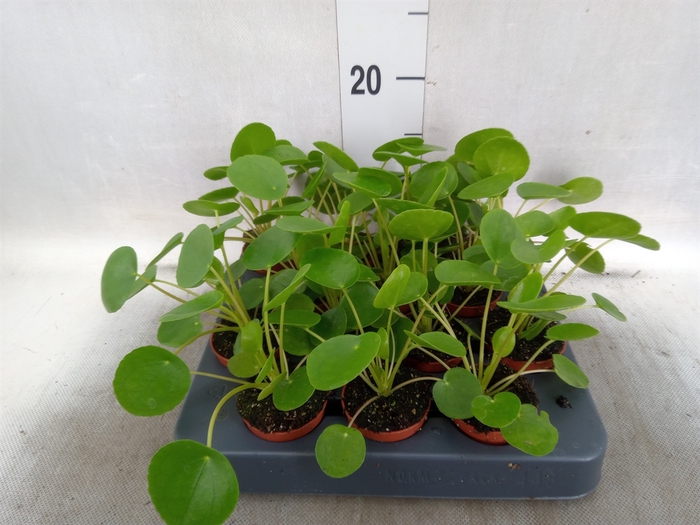 <h4>Pilea peperomoides</h4>