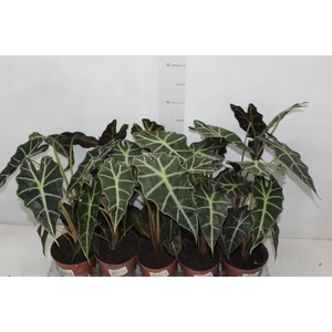 ALOCASIA POLLY P12