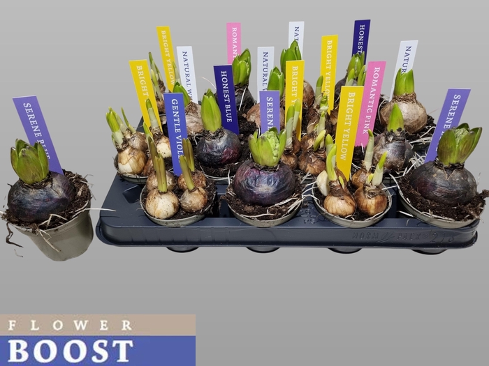 <h4>BOLBLOEMEN GEM</h4>