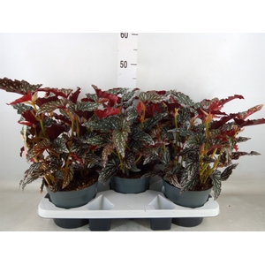 Begonia BD mac. 'Spotlight Dark'