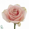 Rosa large pipe sweet avalanche