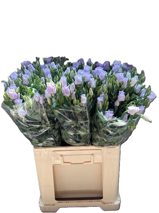 <h4>EUS G ARENA LAVENDER</h4>
