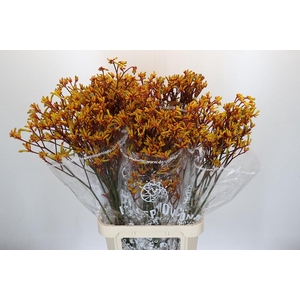 Kangaroo Paw Gold Fever