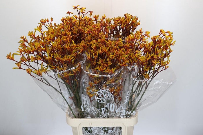 <h4>Kangaroo Paw Gold Fever</h4>