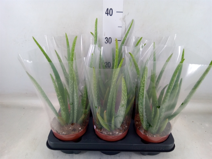 <h4>Aloe vera</h4>