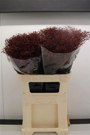 <h4>Gyps Fijn Bordeaux</h4>