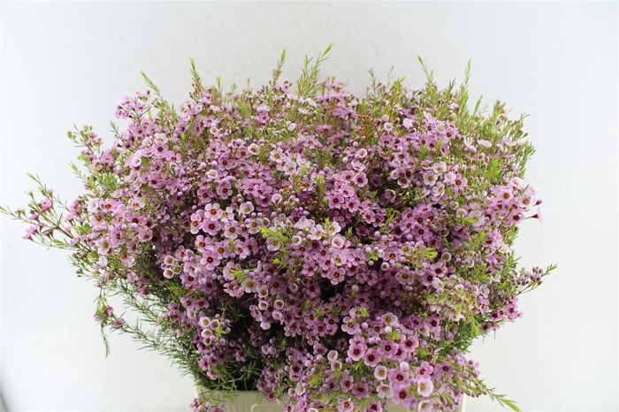 <h4>Chamelaucium Olivia</h4>