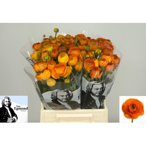 Ran Elegance Orange Egmond