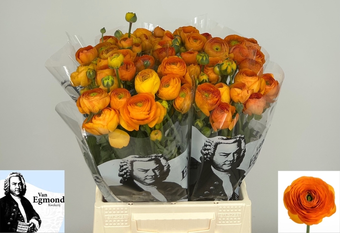<h4>Ran Elegance Orange Egmond</h4>