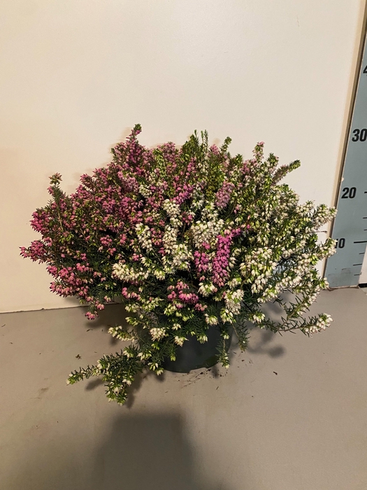 <h4>ERIC DA GEM IN POT</h4>