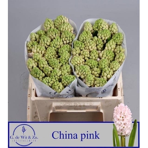 HYAC CHINA PINK