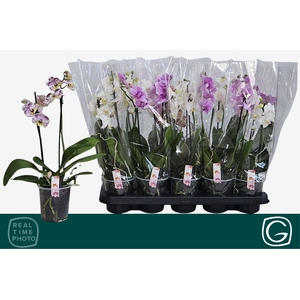 PHAL MF GEM 4 KL