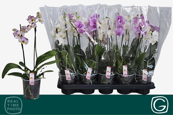 <h4>PHAL MF GEM 4 KL</h4>