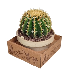 ECHINOCACTUS GRUSONII BREVISPINUS - WHITE BASALT BOWL Ø 15 IN CARDBOARD BOX (CACTUS)