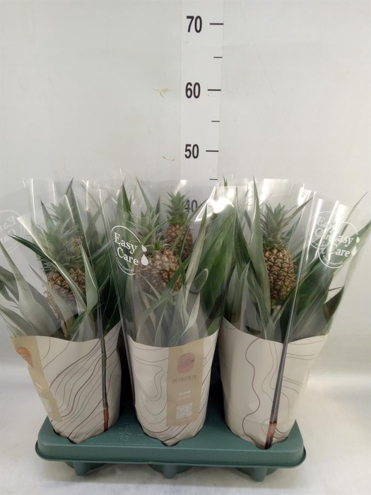 <h4>Ananas 'Rosita'</h4>